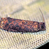 Sumac Leaftier Moth