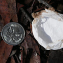 Huntsman Spider Egg Sacs