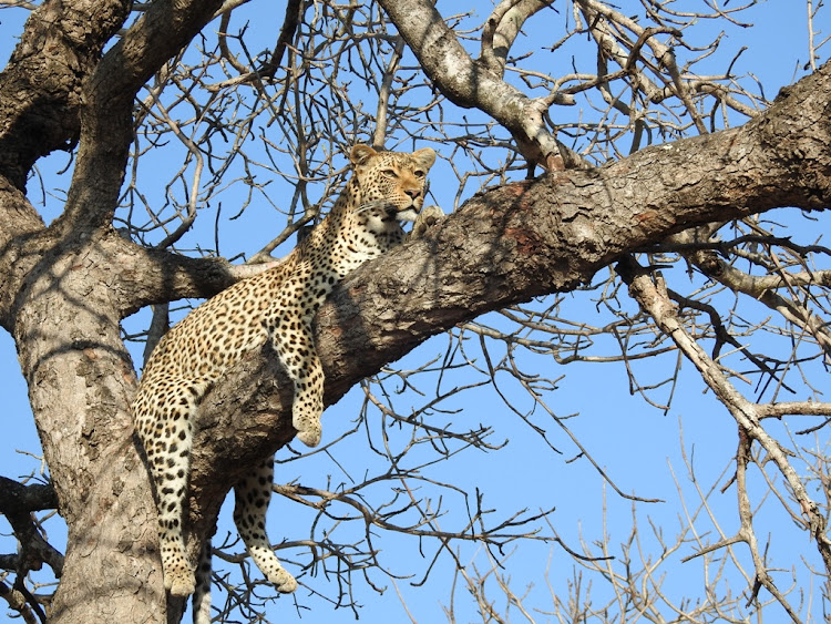 Kruger National Park rangers and other employees were filmed allegedly abusing a euthanised leopard. SANParks says their conduct was contrary to the ethos of the organisation whose primary goal is to act as the custodian of wildlife. File image.