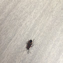 Boxelder Bug