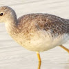 Greater Yellowlegs