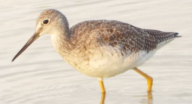 Greater Yellowlegs