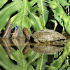 Mediterranean pond turtle