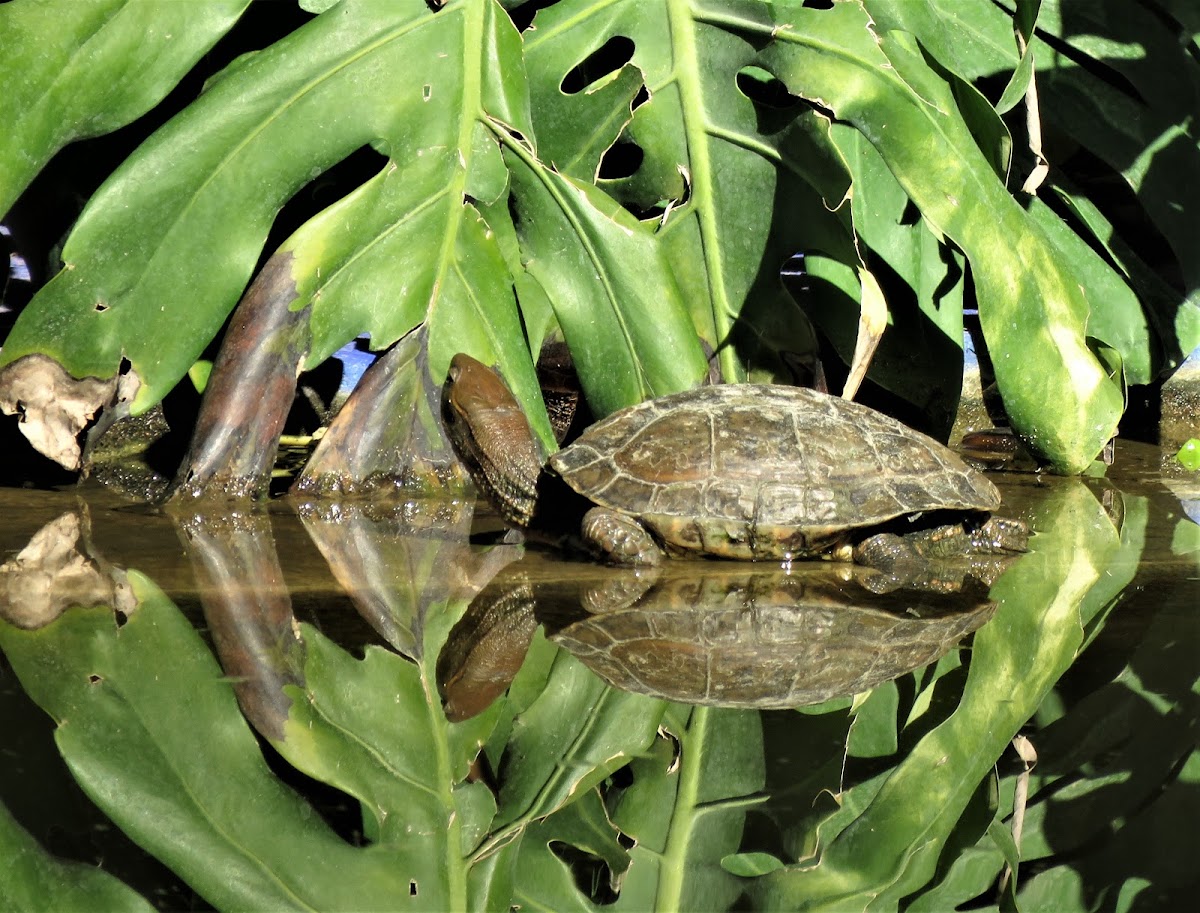 Mediterranean pond turtle