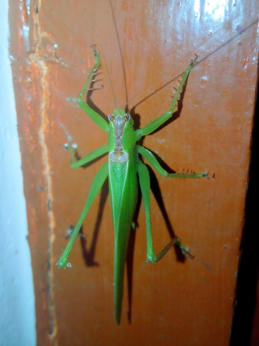 Katydid