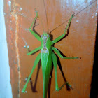 Katydid