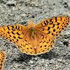 Painted Fritillary