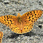 Painted Fritillary