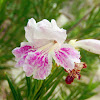 Desert Willow