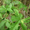 Bee Fly