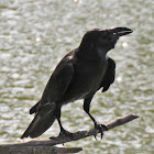 Jungle Crow