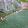 Coromandel Marsh Dart Dragonfly