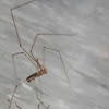 Long Bodied Cellar Spider