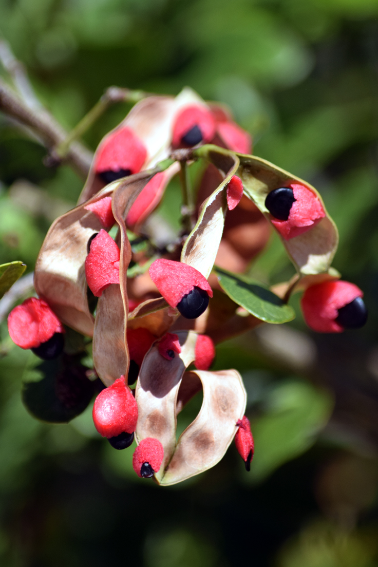 Florida Keys Blackbead