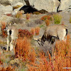 bharal , Himalayan blue sheep