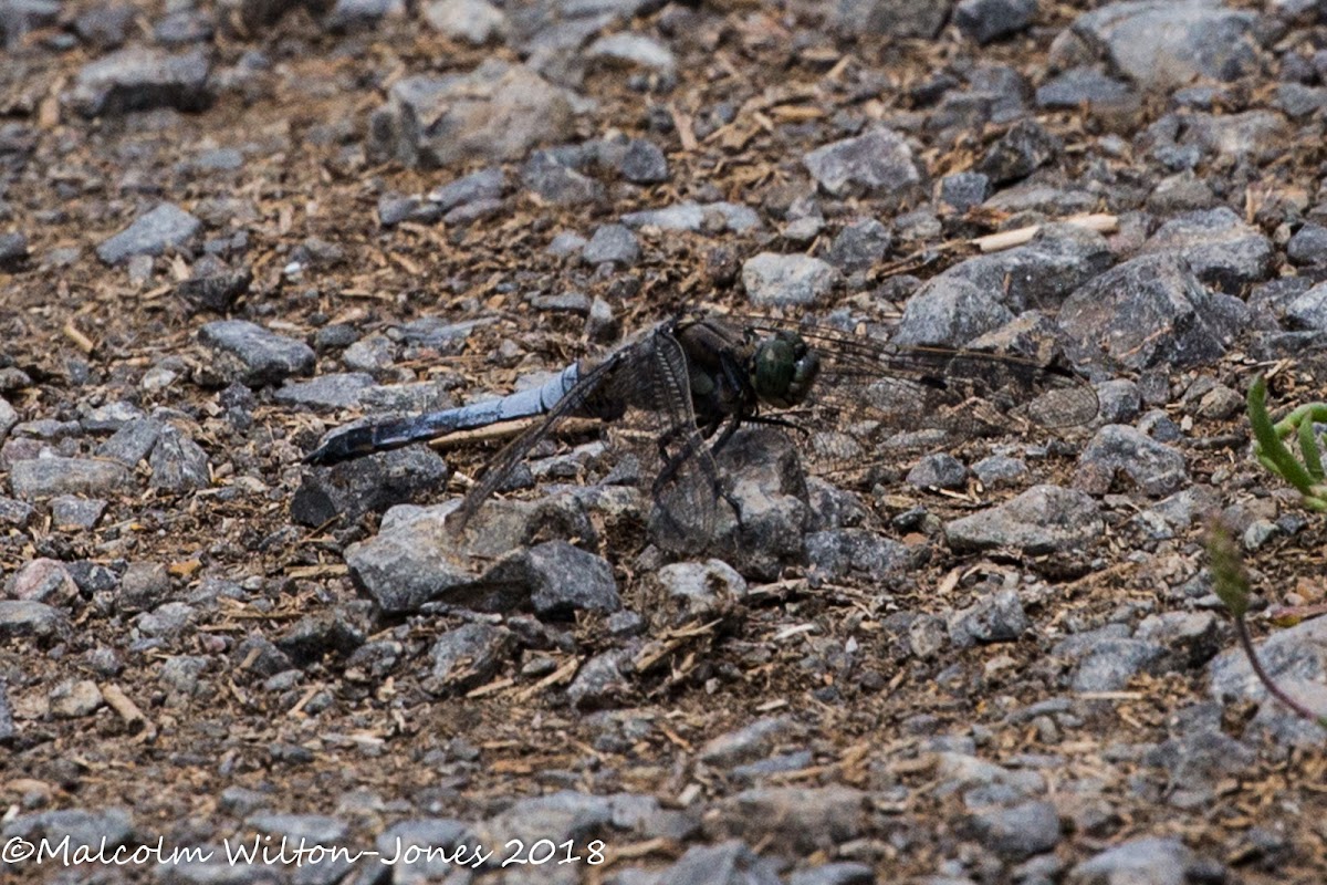 Black-tailed Skimmer