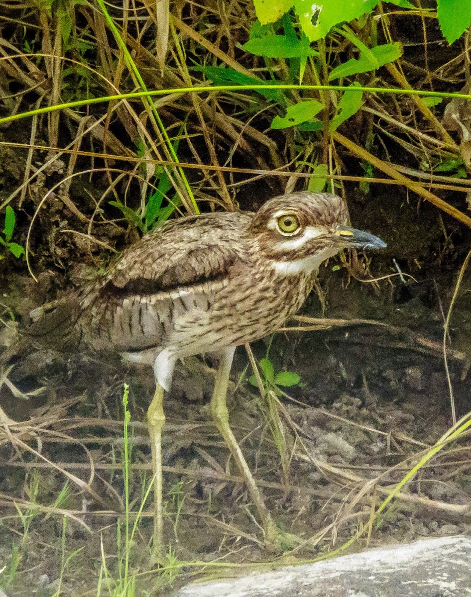 Water Thick-knee