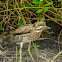 Water Thick-knee