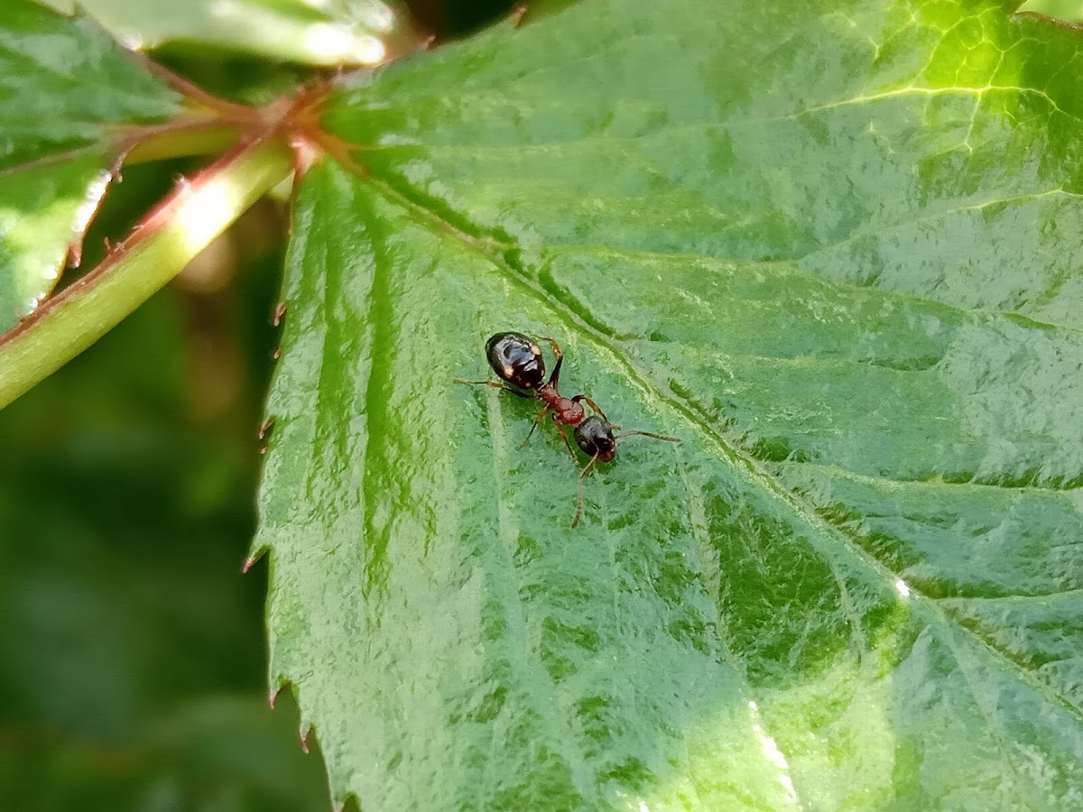 Dolichoderus quadripunctatus