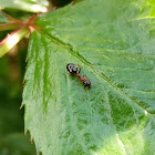 Dolichoderus quadripunctatus