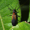 Oedemerid Beetle