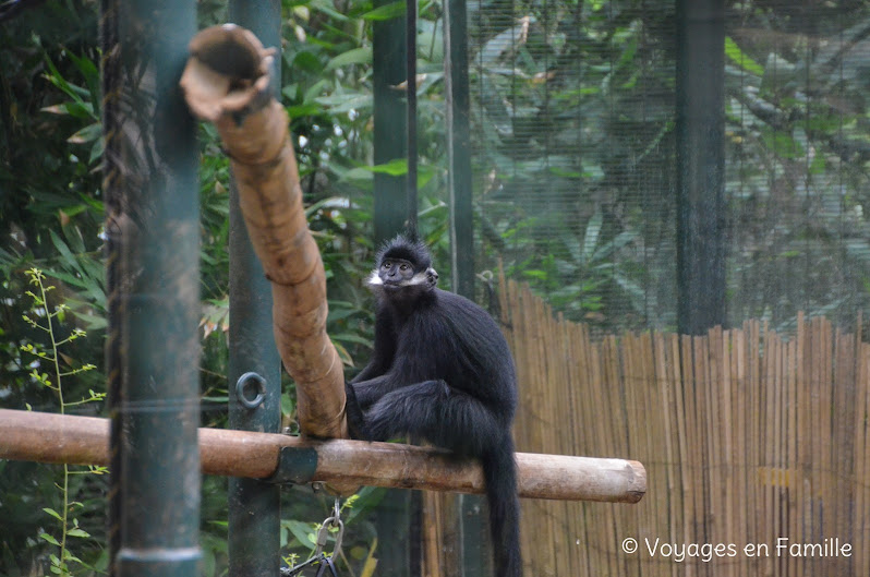 San Diego Zoo - singes