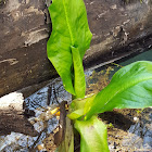 Skunk Cabbage