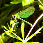 Beautiful Demoiselle (female)