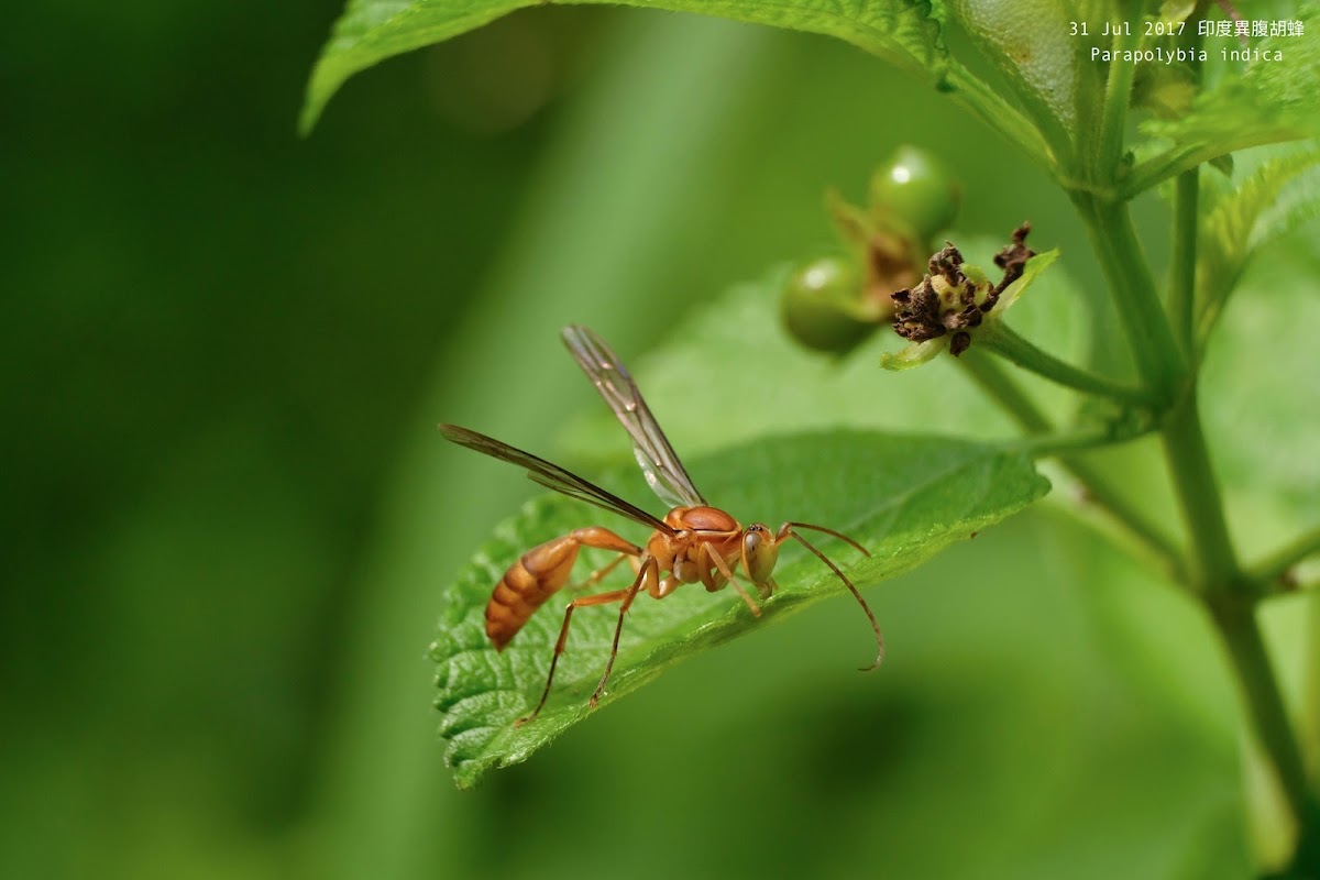 Parapolybia indica 印度異腹胡蜂