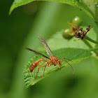 Parapolybia indica 印度異腹胡蜂