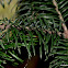 Pindrow fir or West Himalayan fir