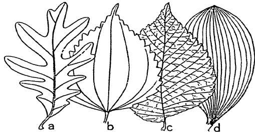 a - Pinnately veined, lobed leaf of oak. b - Palmately veined, toothed leaf of nettle. c - Netted-veined, doubly toothed leaf of elm. d - Parallel-veined, entire leafof false Solomon's seal