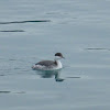 Horned Grebe