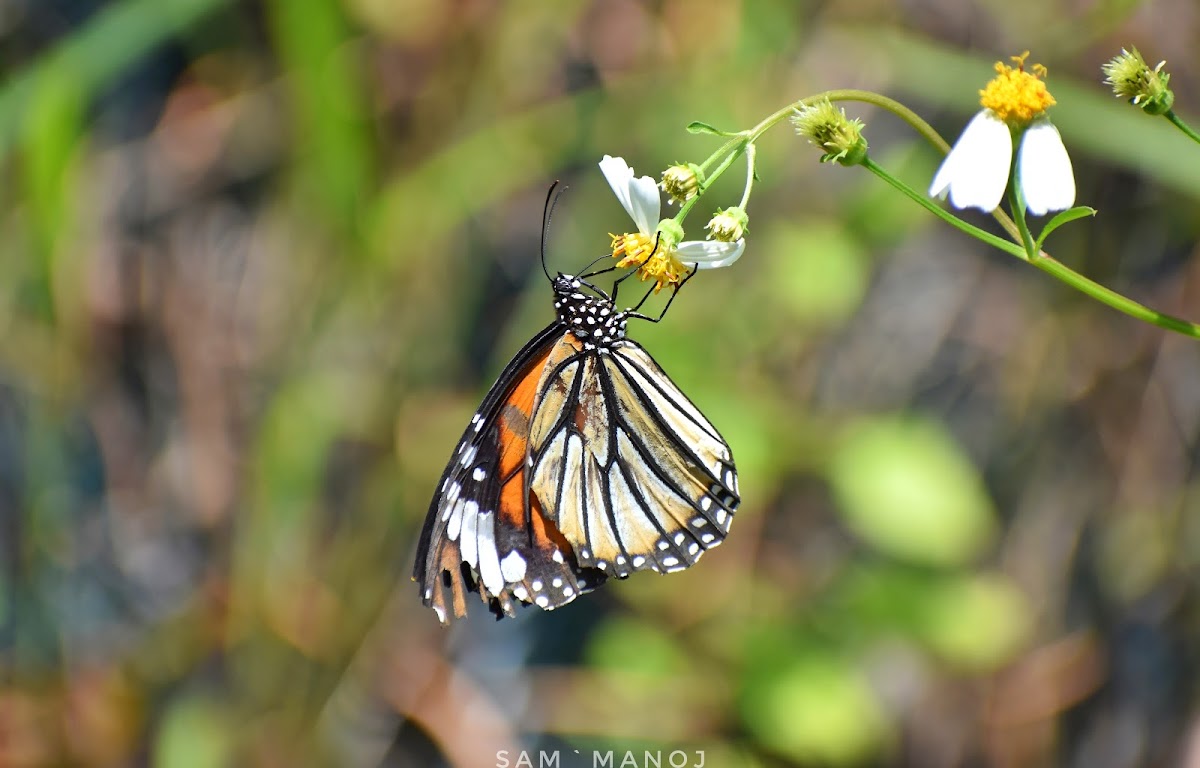 Common Tiger