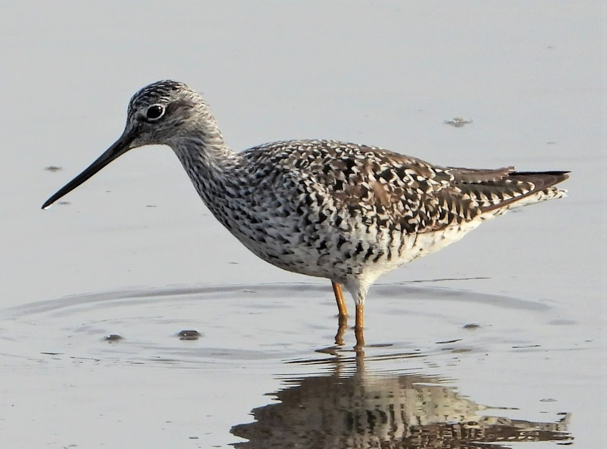 Greater yellowlegs