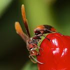 Paper wasp