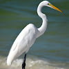 Great Egret