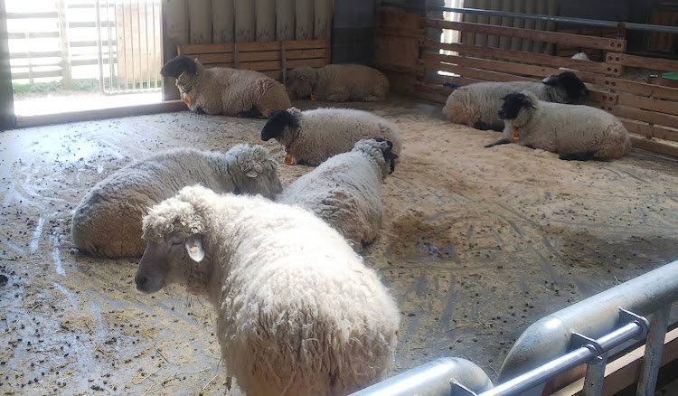 デリカD:5の宇陀アニマルパーク・三輪神社・クレープ自動販売機・私は猫好きに関するカスタム事例の投稿画像6枚目