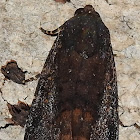 Noctuid moth