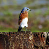 Eastern bluebird