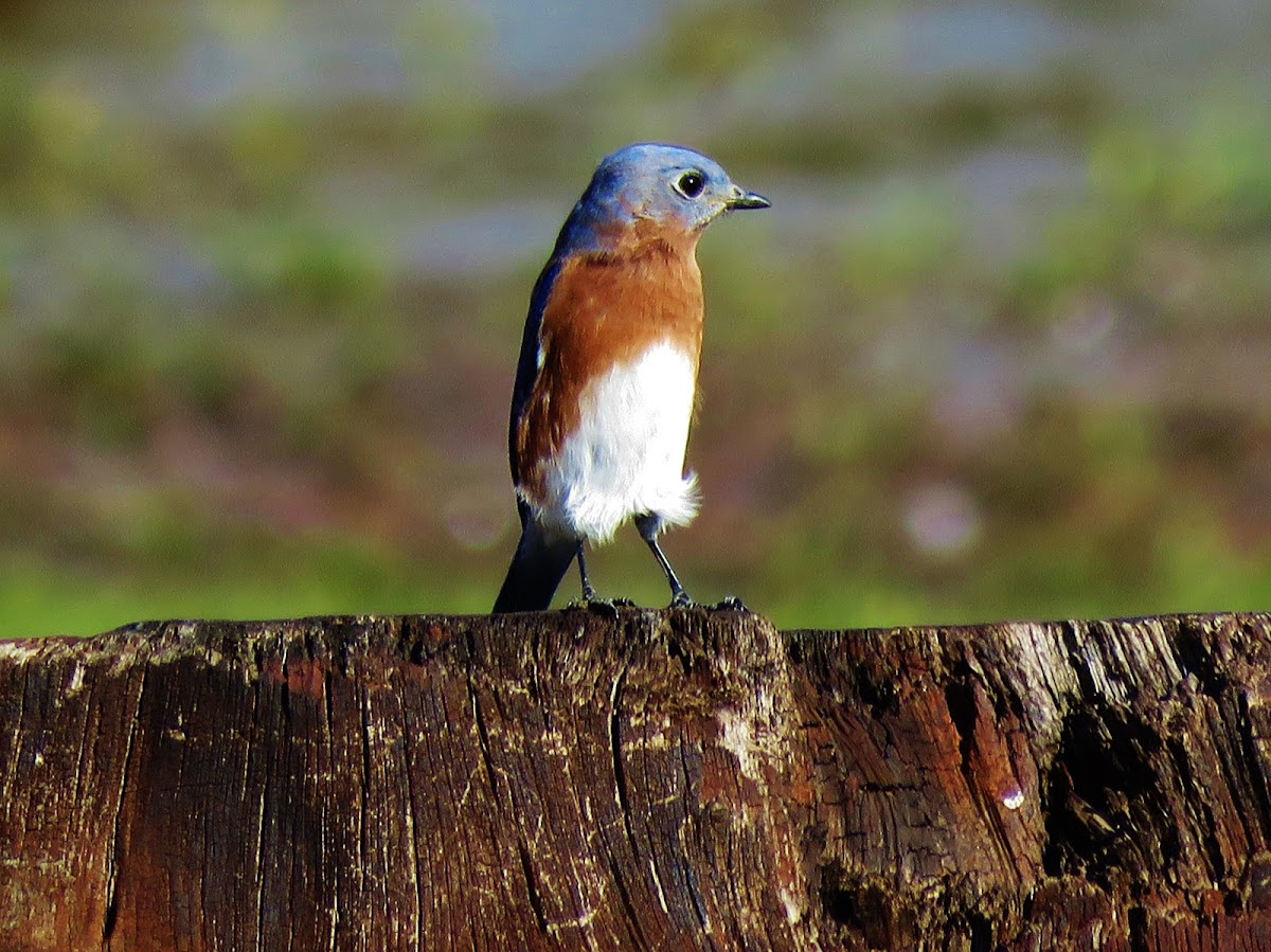 Eastern bluebird