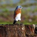 Eastern bluebird