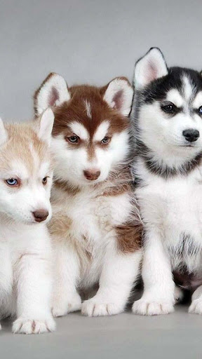 Siberian Husky Wallpapers