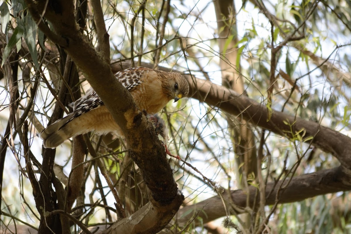 Red shouldered hawk