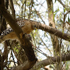 Red shouldered hawk