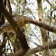 Red shouldered hawk