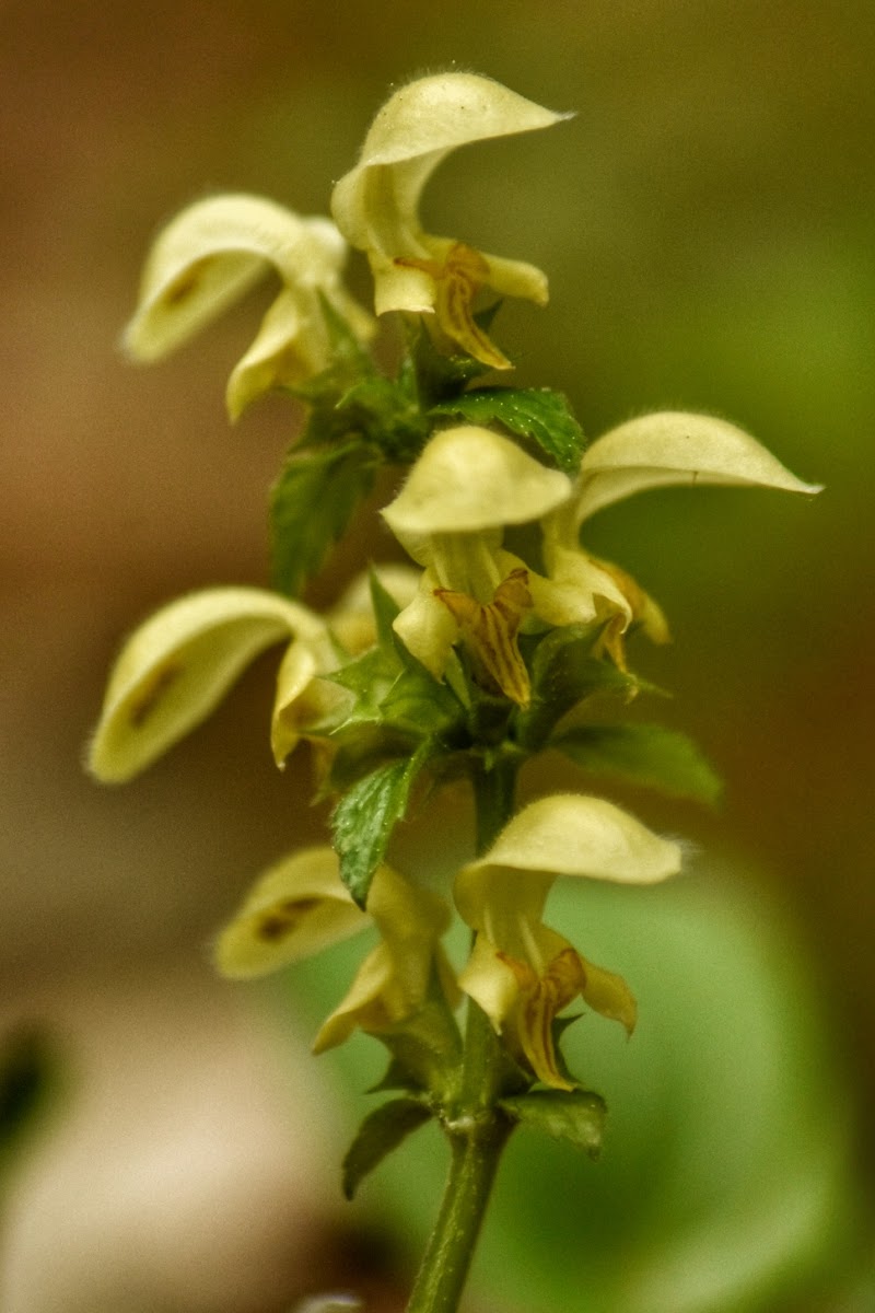 Yellow archangel