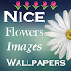 Nice Flowers and rose images, Sunflowers Wallpaper Download on Windows