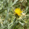 Yellow star thistle