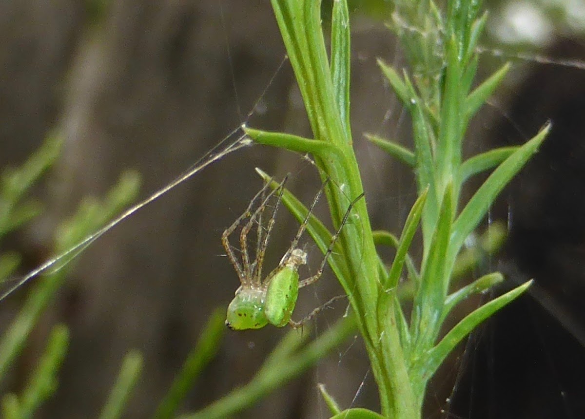 Green Lynx Spider